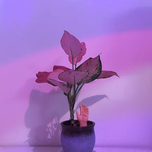 学生露出🐻让老师玩作文
